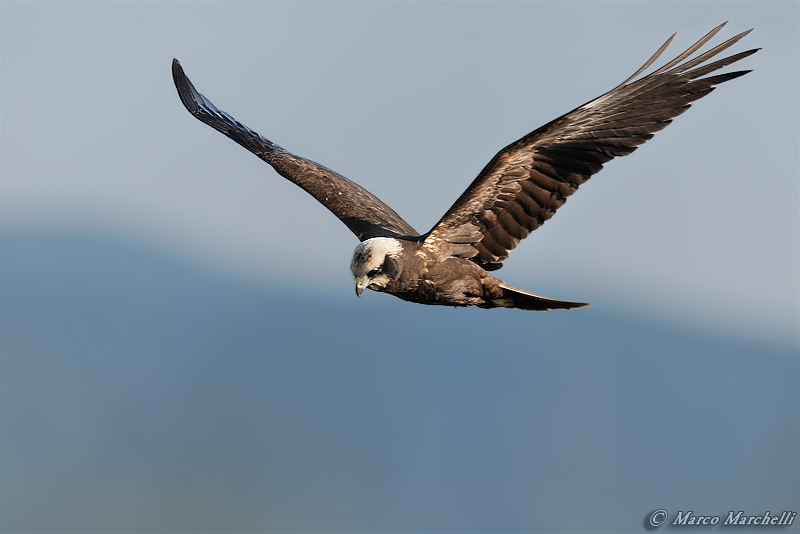 Falco di palude